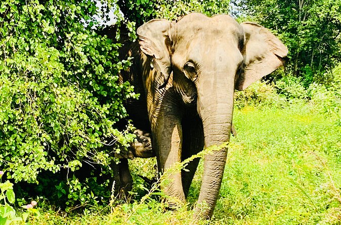 Safari tours in Udawalawa - Crocodiles, buffalo, birds, and smaller creatures