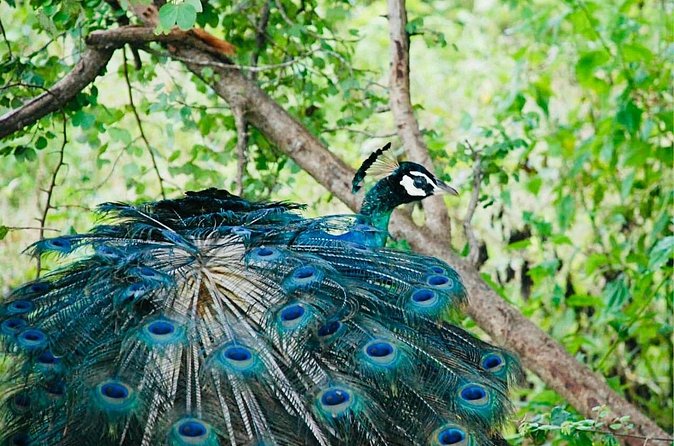 Safari tours in Udawalawa - Is $30 good value?