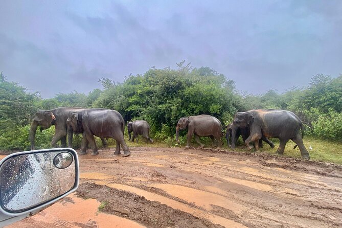 Safari with Sheran Udawalawe National Park - The lakeside pause and food