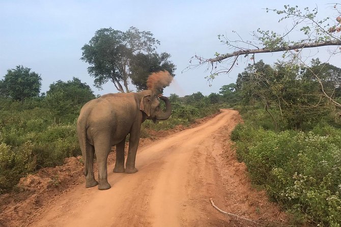 Safari with Sheran Udawalawe National Park - What the $22 price really covers