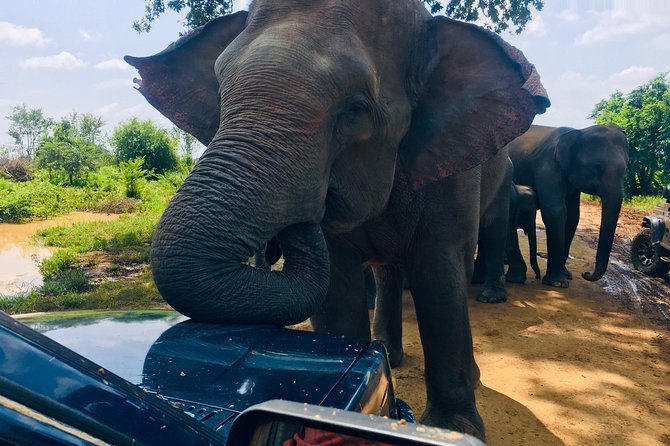 Safari with Sheran Udawalawe National Park - Choosing your departure time