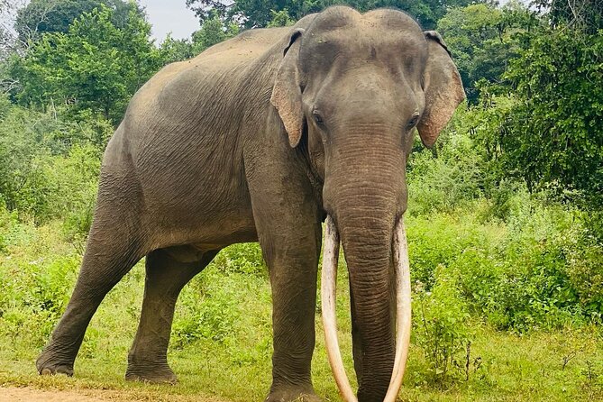 Safari with Sheran Udawalawe National Park - Who will enjoy this safari most