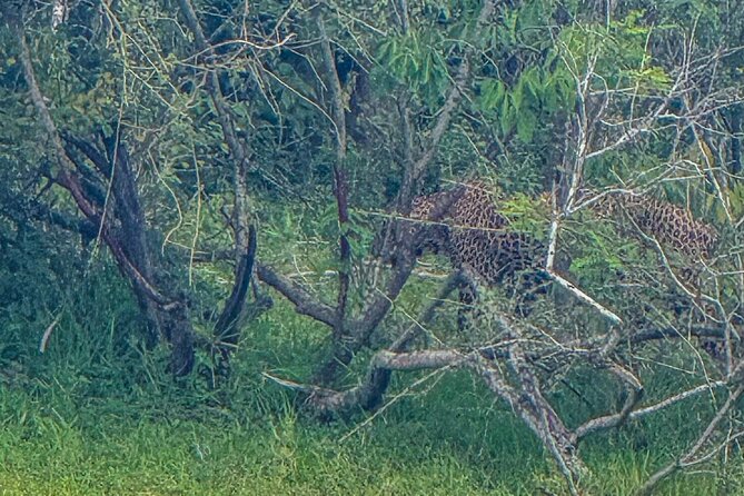 Safari with Sheran Udawalawe National Park - Booking details worth knowing