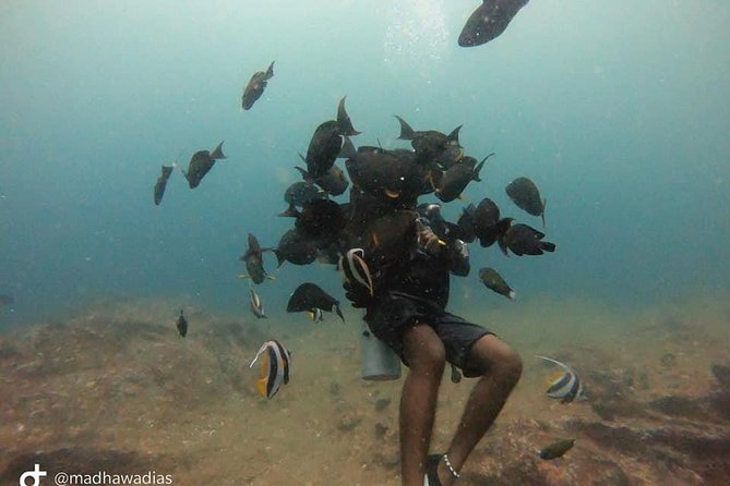 Scuba Diving at Unawatuna - Choosing among reefs and shipwrecks