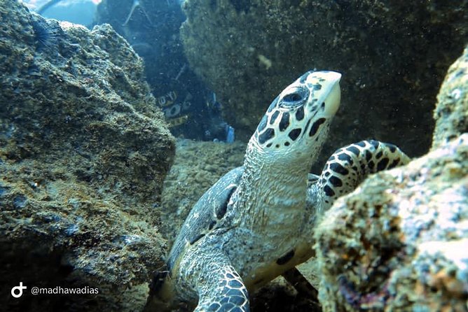 Scuba Diving at Unawatuna - PADI-certified instructors and a private group