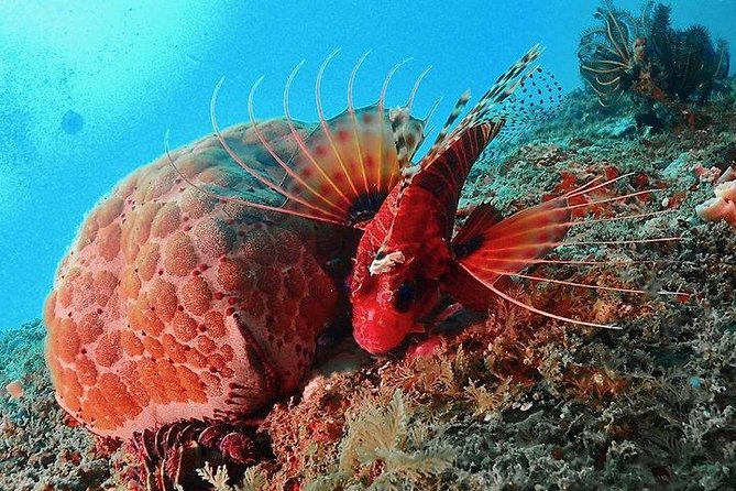 Scuba Diving For Beginners - Start at the Unawatuna PADI center