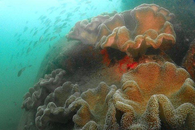 Scuba Diving For Beginners - Learn the basics before entering the sea