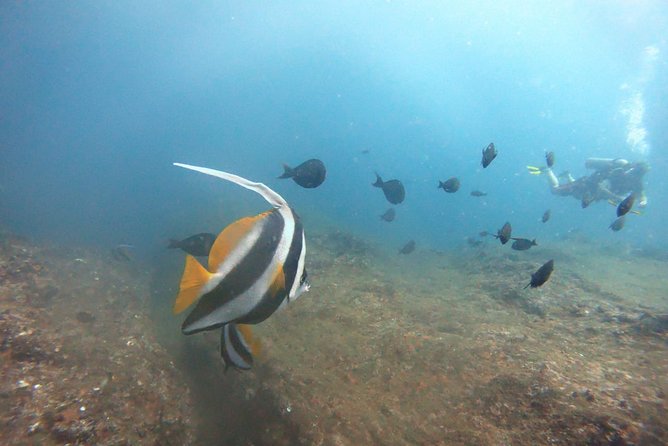 Scuba Diving in Mirissa - The value of the $111 price