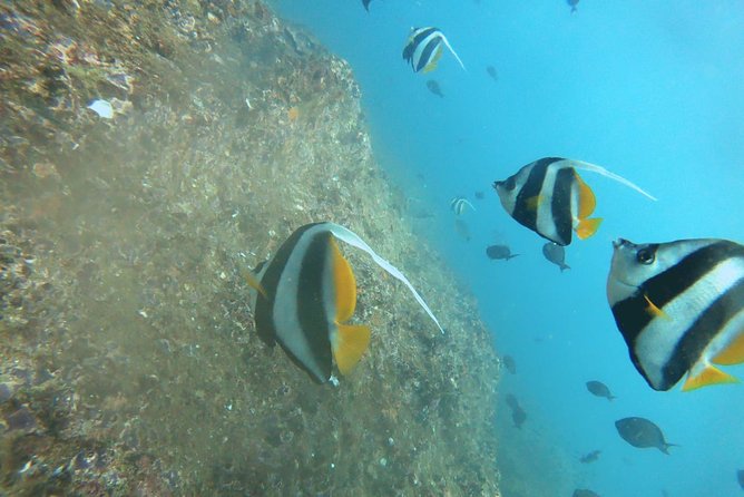 Scuba Diving in Mirissa - Choosing between reef, rock, and wreck sites