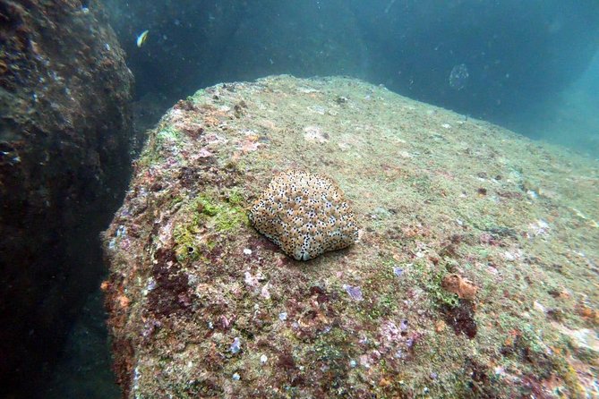 Scuba Diving in Unawatuna - What the $65 price includes