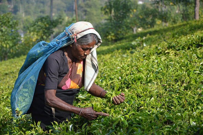 Shore Excursion From Colombo port to Ingiriya Tea Plantation & back for 2 People - Seeing Tea Plucking and Manufacturing