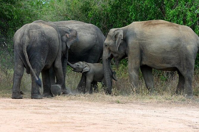 Shore Excursion Hambantota Port to Yala Safari and Come back(All Inclusive) - Key points to know before you book