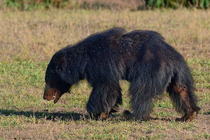 Shore Excursion Hambantota Port to Yala Safari and Come back(All Inclusive) - Wildlife Expectations: Exciting, But Never Certain