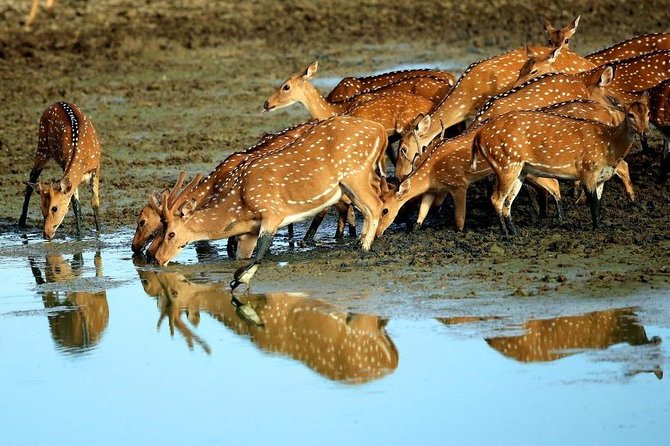 Shore Excursion Hambantota Port to Yala Safari and Come back(All Inclusive) - What the Private Vehicle Means for Your Group