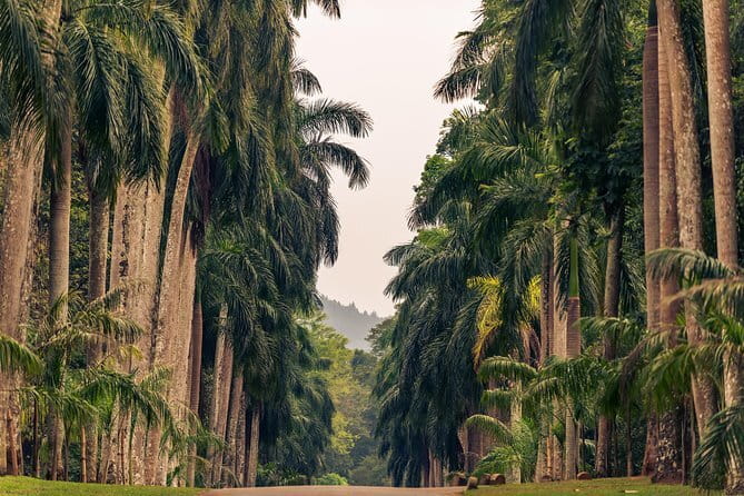 Sigiriya and Dambulla Private Full-Day Guided Tour - Minneriya National Park: Elephants and Birdlife