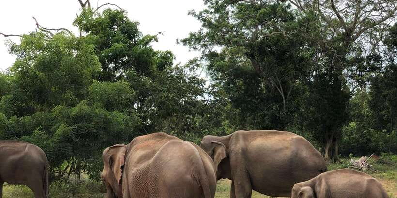 Sigiriya and Dambulla Private Full-Day Tour - Minneriya National Park and the Elephant Search