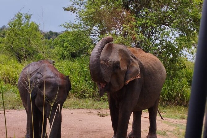 Sigiriya, Dambulla and Minneriya National Park Private Tour In - Why this Kandy day trip packs in so much