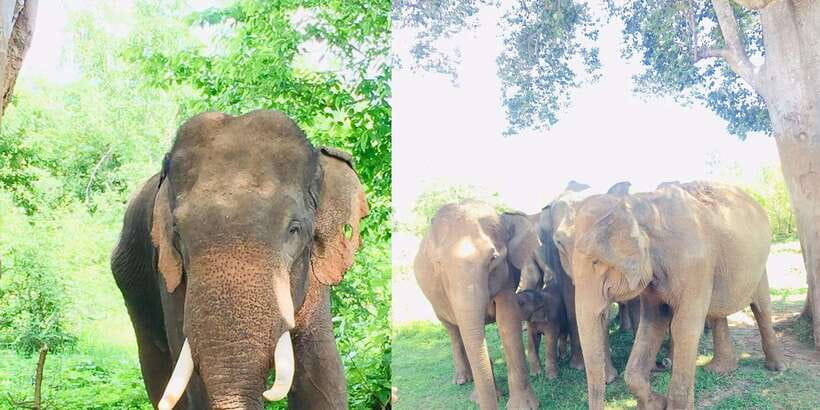 Sigiriya, Dambulla, and Village Safari Day Tour from Negombo - Who should book this private day tour?