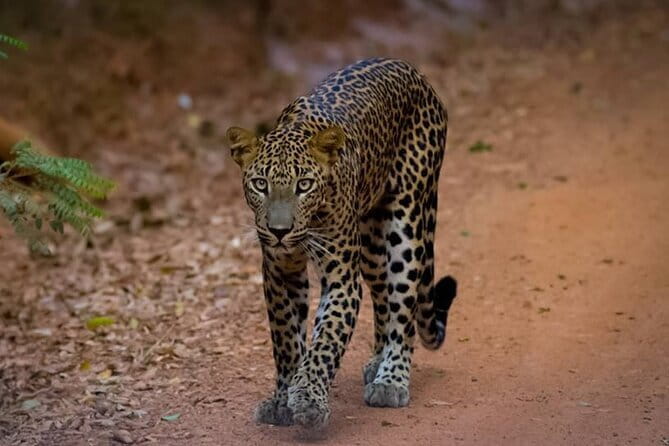 Sigiriya & Dambulla Day Tour - Lunch, tickets, and the real cost