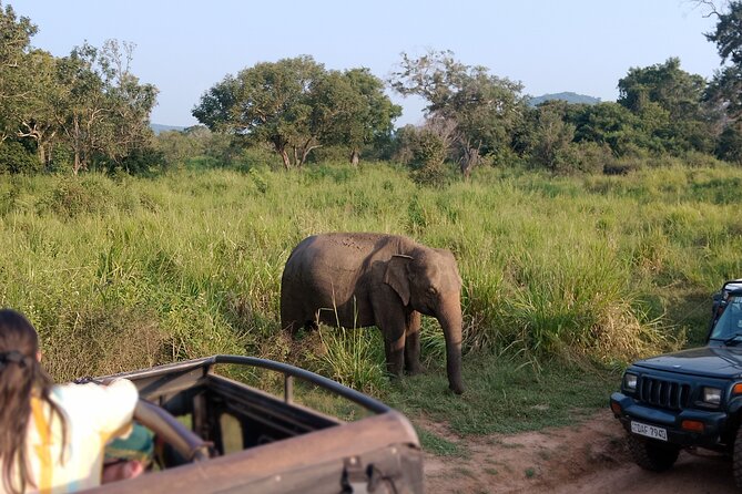 Sigiriya Dambulla Wonders Day Trip from Kandy - What the Minneriya safari mention really means