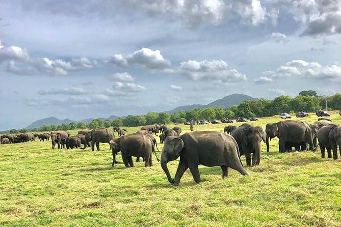 Sigiriya Hike & Minneriya Safari Private Full Day Tour - The real cost: $140 before lunch and tips