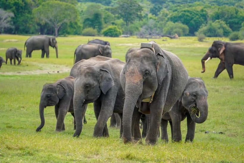 Sigiriya Lion Rock Hike & Minneriya National Park Safari - Key points to know before booking