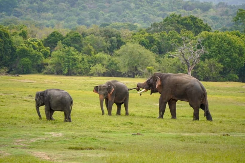 Sigiriya Lion Rock Hike & Minneriya National Park Safari - Climbing Sigiriya Lion Rock in three hours