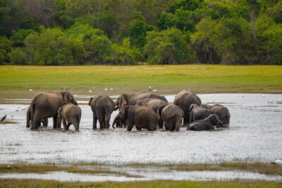 Sigiriya Lion Rock Hike & Minneriya National Park Safari