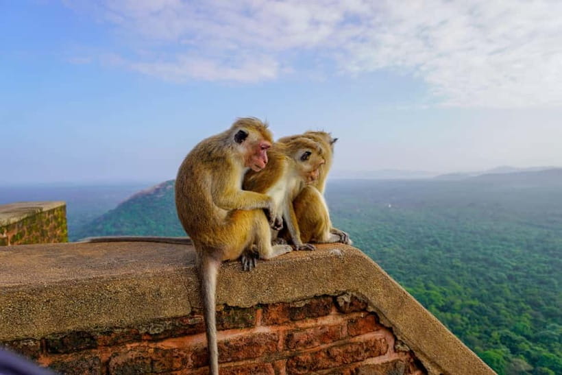 Sigiriya Lion Rock Hike & Minneriya National Park Safari - Who will enjoy this day most