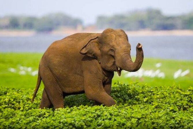 Sigiriya Rock & Cave Temple with Jeep Safari Private Day Trip - Key things to know before booking