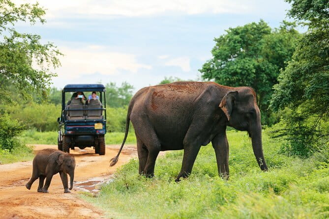 Sinharaja Rain Forest Day Tour from Mirissa, Galle, Bentota Area - Wildlife sightings depend on patience