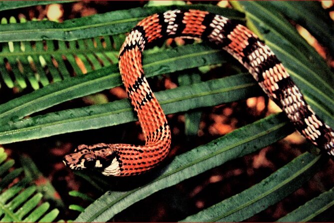 Sinharaja Rain Forest Guided Day Tour - Why Sinharaja is worth your time