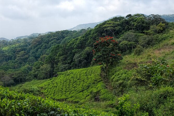 Sinharaja Rain Forest Guided Day Tour - Walking through Sri Lanka’s last primary rainforest