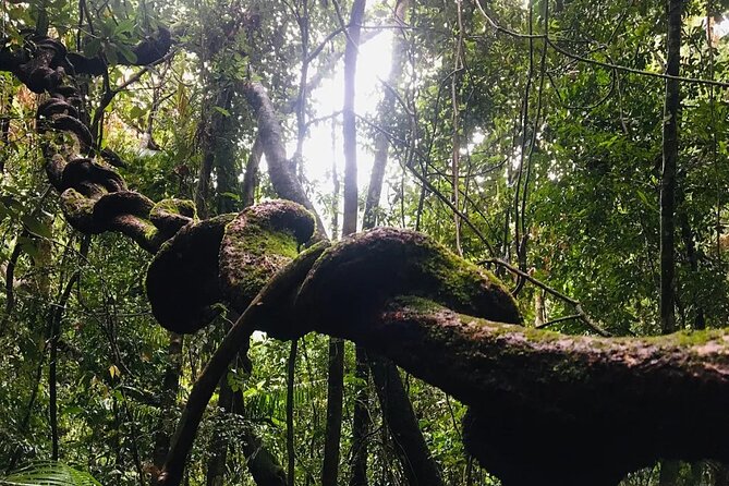 Sinharaja Rain Forest Guided Day Tour - Reaching the first waterfall