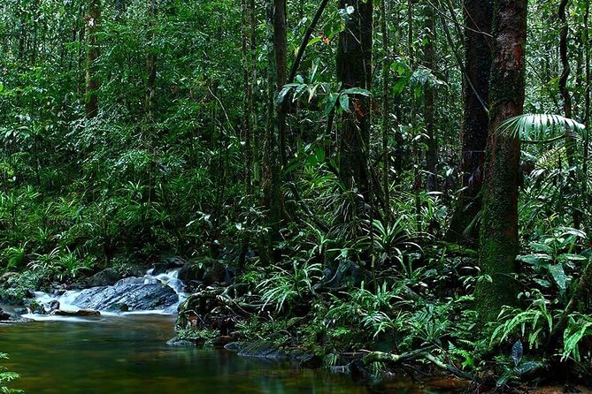 Sinharaja Rain Forest Guided Day Tour - The second waterfall and possible swim