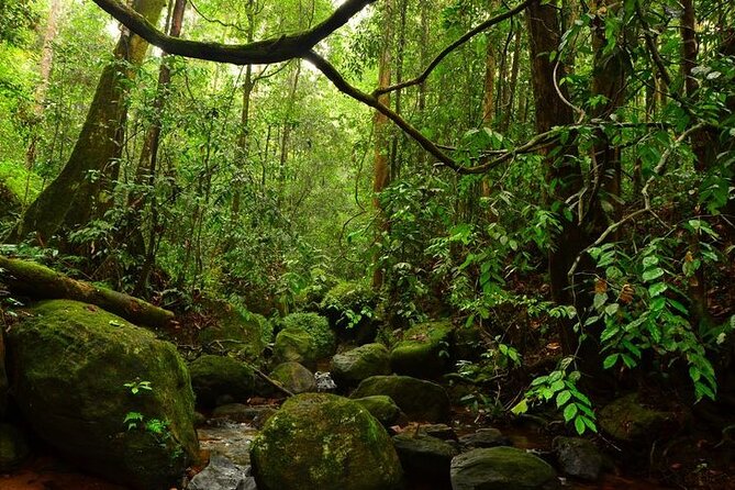 Sinharaja Rain Forest Guided Day Tour - Lunch, snacks, and the value of $29.90