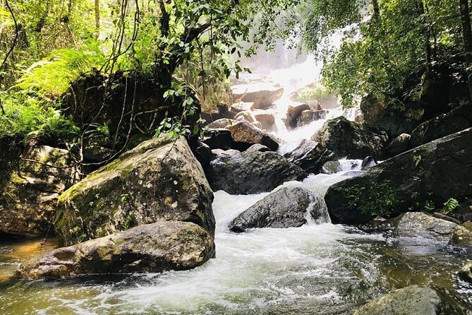 Sinharaja Rain Forest Guided Day Tour - What the private format changes