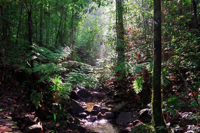 Sinharaja Rain Forest Guided Day Tour - Following the Gin Ganga River