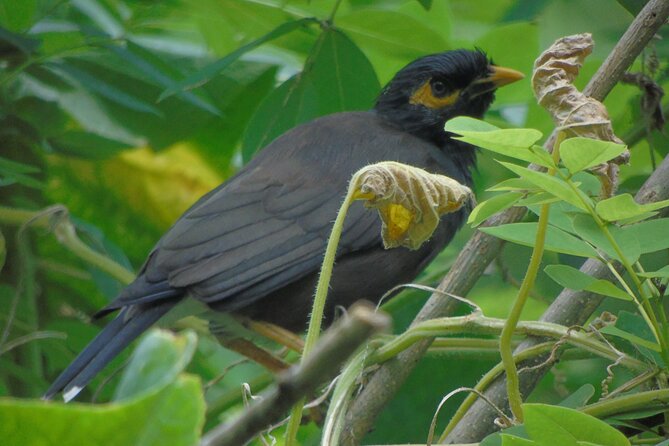 Sinharaja Rain Forest Tours (Full Day) - Why a full day in Sinharaja feels different
