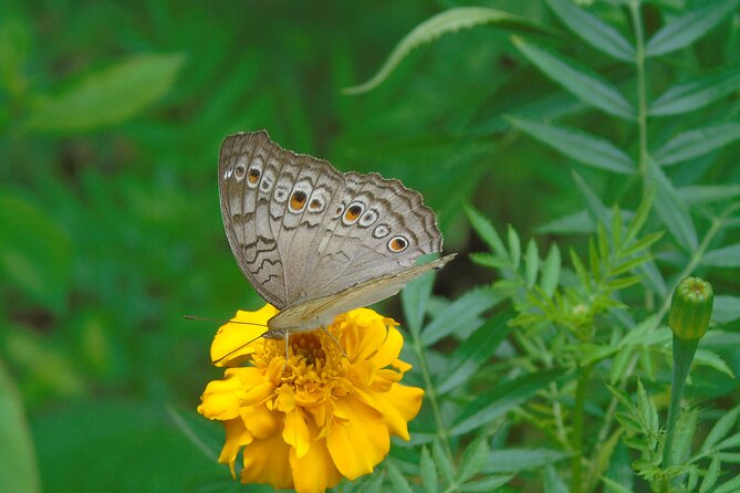 Sinharaja Rain Forest Tours (Full Day) - Entering the rainforest with realistic expectations