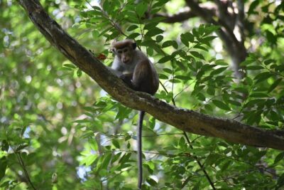 Sinharaja Rain Forest Tours (Full Day)