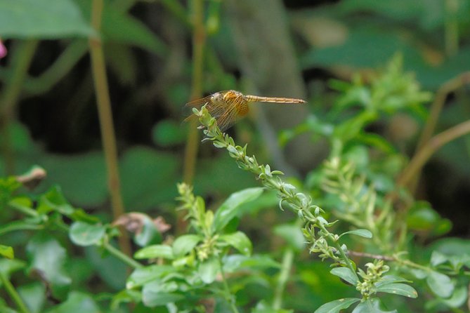 Sinharaja Rain Forest Tours (Full Day) - Leech protection is useful, but not magic