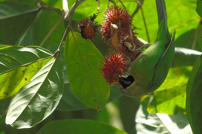Sinharaja Rain Forest Tours (Full Day) - Kakunalla Falls and Pathanoya Falls break up the walk