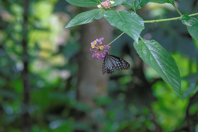 Sinharaja Rain Forest Tours (Full Day) - Photographing Sinharaja without carrying too much