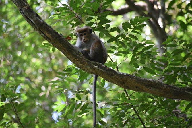 Sinharaja Rain Forest Tours (Full Day) - Starting in Deniyaya, not central Galle