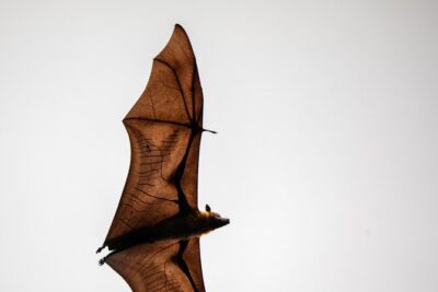 Sinharaja Rainforest Day Tour By Rainforest Expedition