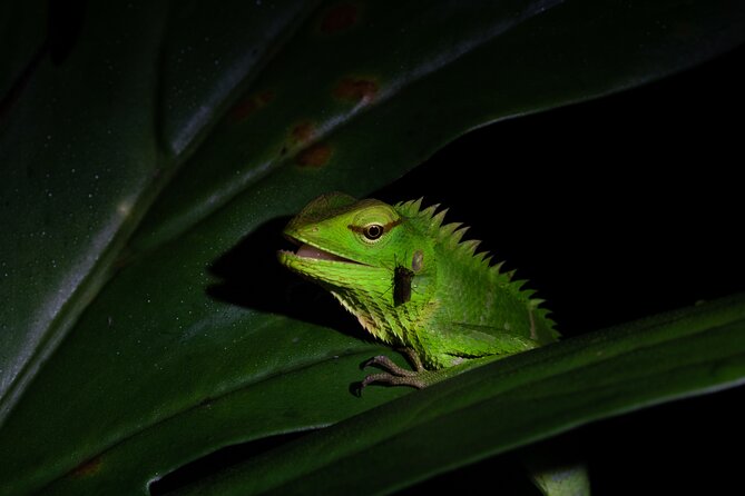 Sinharaja Rainforest Day Tour By Rainforest Expedition - Lunch, snacks, and the practical package