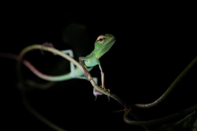 Sinharaja Rainforest Day Tour By Rainforest Expedition - Why the private format changes the day