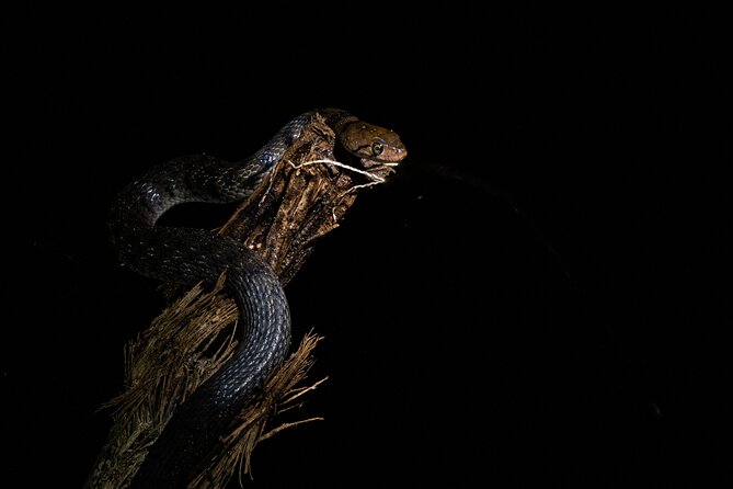 Sinharaja Rainforest Day Tour By Rainforest Expedition - A realistic look at the guiding