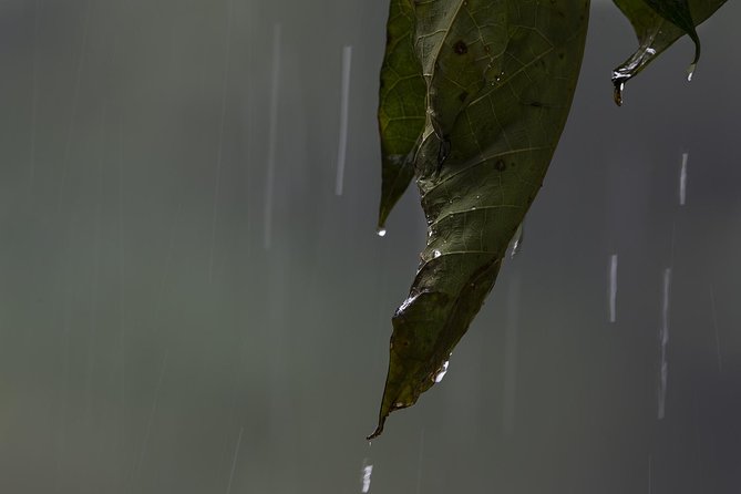 Sinharaja' rainforest - Discovery Tour (half day) - Leeches, rain, and what to wear